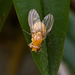 Neogriphoneura sordida (Lauxaniid fly)