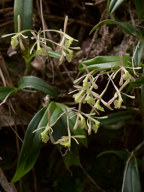 Epidendrum magnoliae (Green-fly orchid) - Broxton, Georgia