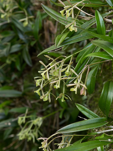 Epidendrum magnoliae (Green-fly orchid) - Broxton, Georgia
