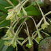 Epidendrum magnoliae (Green-fly orchid) - Broxton, Georgia