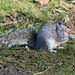 Squirrel in winter light (c)