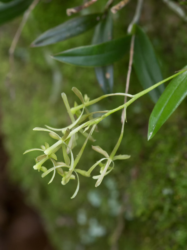 Epidendrum magnoliae (Green-fly orchid) - Broxton, Georgia