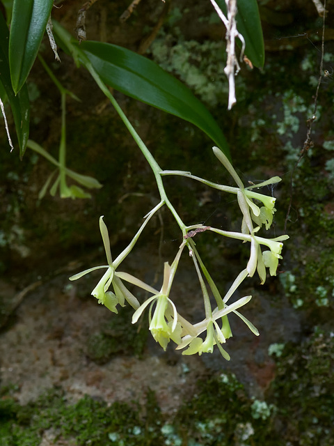 Epidendrum magnoliae (Green-fly orchid) - Broxton, Georgia