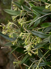 Epidendrum magnoliae (Green-fly orchid) - Broxton, Georgia