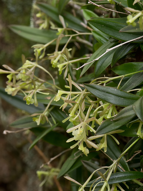 Epidendrum magnoliae (Green-fly orchid) - Broxton, Georgia