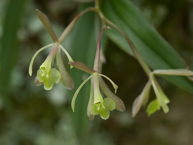 Epidendrum magnoliae (Green-fly orchid) - Broxton, Georgia