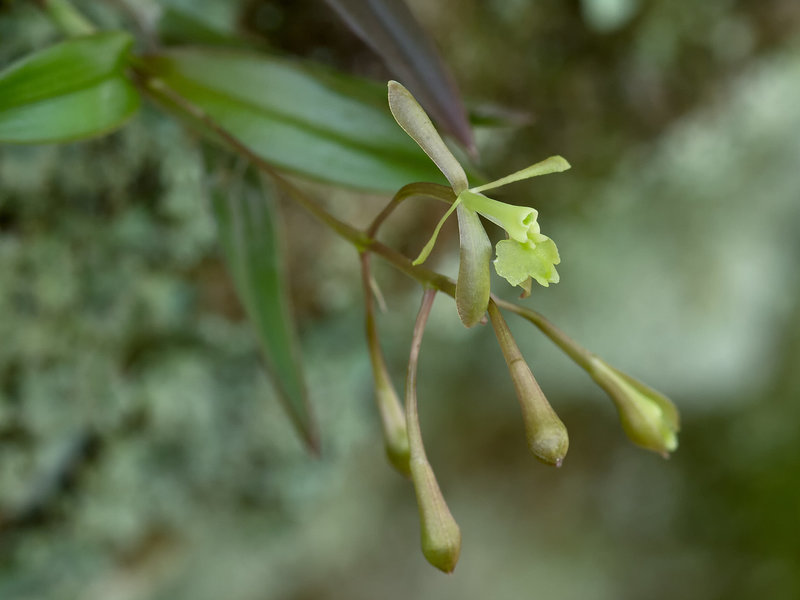 Epidendrum magnoliae (Green-fly orchid) - Broxton, Georgia