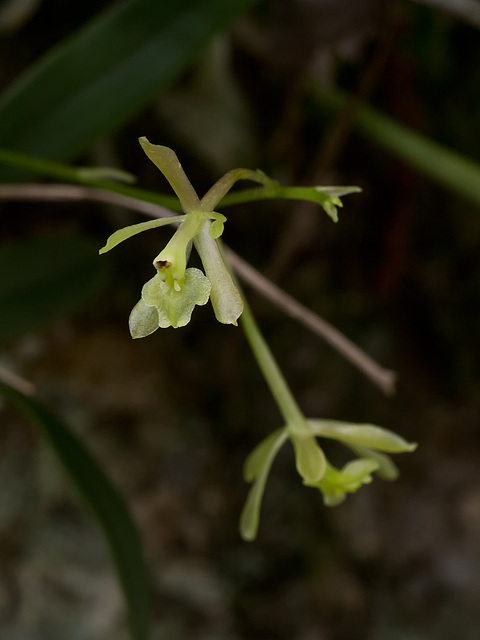 Epidendrum magnoliae (Green-fly orchid) - Broxton, Georgia