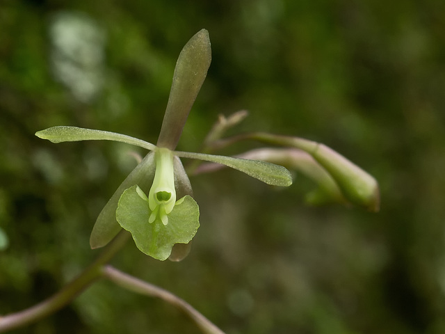 Epidendrum magnoliae (Green-fly orchid) - Broxton, Georgia