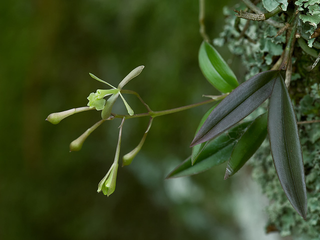 Epidendrum magnoliae (Green-fly orchid) - Broxton, Georgia