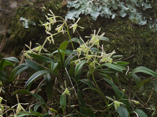 Epidendrum magnoliae (Green-fly orchid) - Broxton, Georgia