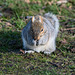 Squirrel in winter light (b)