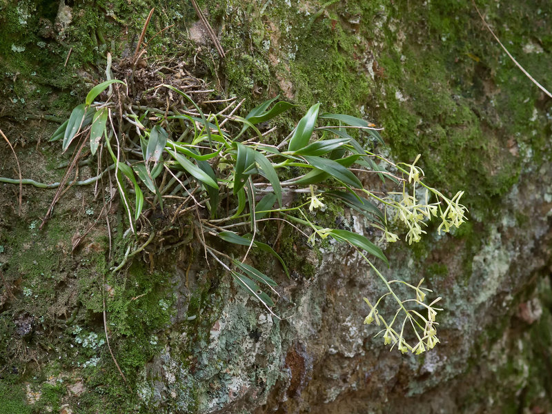 Epidendrum magnoliae (Green-fly orchid) - Broxton, Georgia