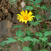 20090307-0131 Tithonia diversifolia (Hemsl.) A.Gray