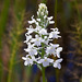 Gymnadeniopsis (Platanthera) nivea - Snowy orchid