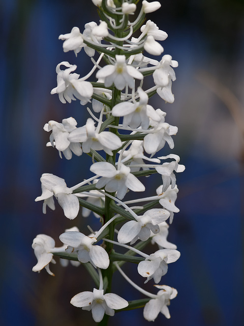 Gymnadeniopsis (Platanthera) nivea - Snowy orchid