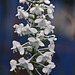 Gymnadeniopsis (Platanthera) nivea - Snowy orchid