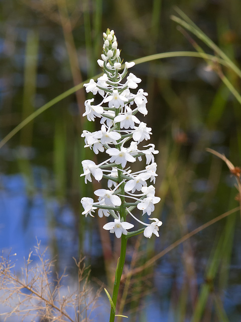 Gymnadeniopsis (Platanthera) nivea - Snowy orchid