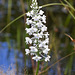 Gymnadeniopsis (Platanthera) nivea - Snowy orchid