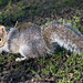 Squirrel in winter light (a)