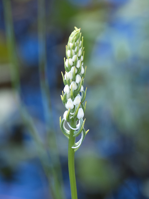 Gymnadeniopsis (Platanthera) nivea - Snowy orchid in bud