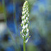 Gymnadeniopsis (Platanthera) nivea - Snowy orchid in bud