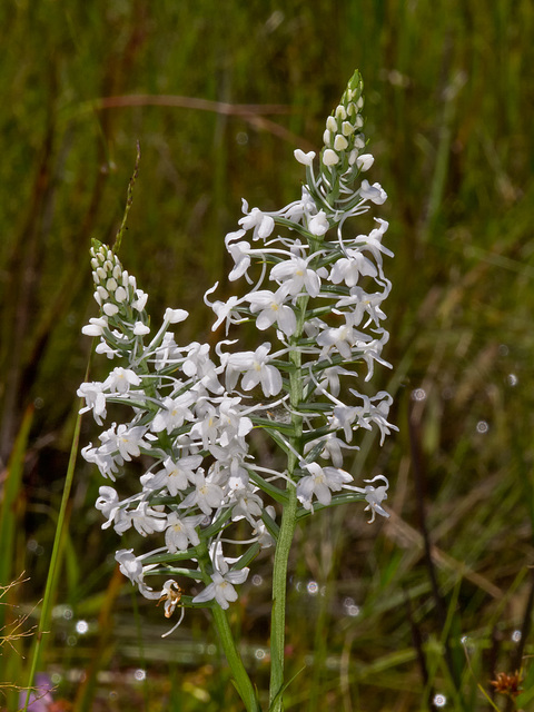 Gymnadeniopsis (Platanthera) nivea - Snowy orchid