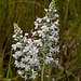 Gymnadeniopsis (Platanthera) nivea - Snowy orchid