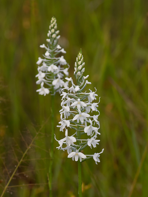 Gymnadeniopsis (Platanthera) nivea - Snowy orchid