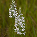 Gymnadeniopsis (Platanthera) nivea - Snowy orchid