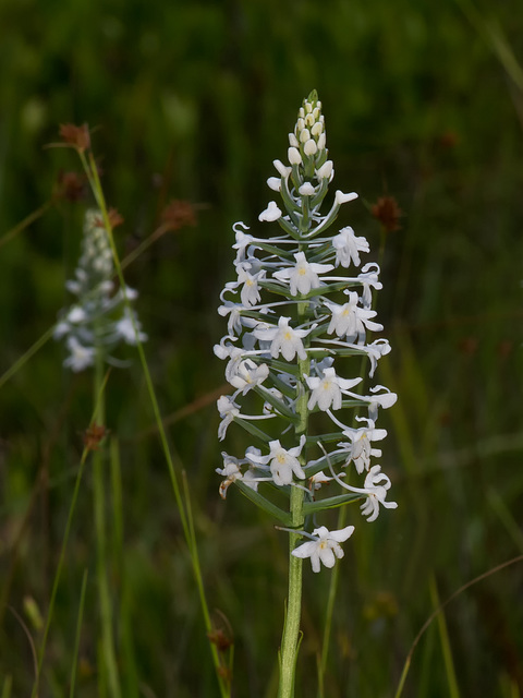 Gymnadeniopsis (Platanthera) nivea - Snowy orchid