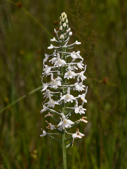 Gymnadeniopsis (Platanthera) nivea - Snowy orchid