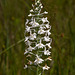 Gymnadeniopsis (Platanthera) nivea - Snowy orchid