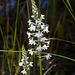 Gymnadeniopsis (Platanthera) nivea - Snowy orchid