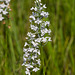 Gymnadeniopsis (Platanthera) nivea - Snowy orchid