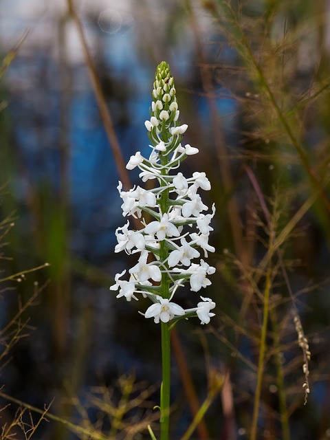 Gymnadeniopsis (Platanthera) nivea - Snowy orchid