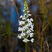 Gymnadeniopsis (Platanthera) nivea - Snowy orchid