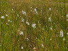 Gymnadeniopsis (Platanthera) nivea - Snowy orchid -- the "snow drift"
