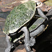 Leapfrog - turtle style