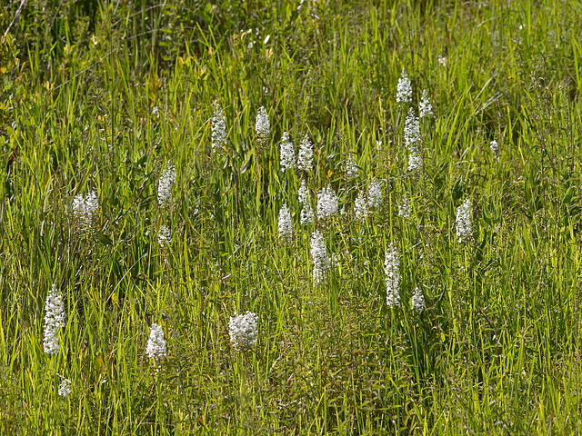 Gymnadeniopsis (Platanthera) nivea - Snowy orchid -- the "snow drift"