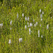 Gymnadeniopsis (Platanthera) nivea - Snowy orchid -- the "snow drift"