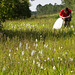 Gymnadeniopsis (Platanthera) nivea - Snowy orchid -- with Walter Ezell in the background holding his light diffuser