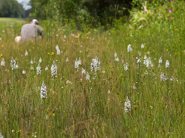 Gymnadeniopsis (Platanthera) nivea - Snowy orchid -- Alan Cressler in the background