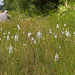 Gymnadeniopsis (Platanthera) nivea - Snowy orchid -- Alan Cressler in the background