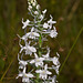 Gymnadeniopsis (Platanthera) nivea - Snowy orchid with Peucetia viridans (Green lynx spider)