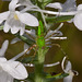 Gymnadeniopsis (Platanthera) nivea - Snowy orchid with Peucetia viridans (Green lynx spider)