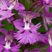 Platanthera grandiflora (Large purple fringed orchid)