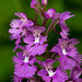 Platanthera grandiflora (Large purple fringed orchid)