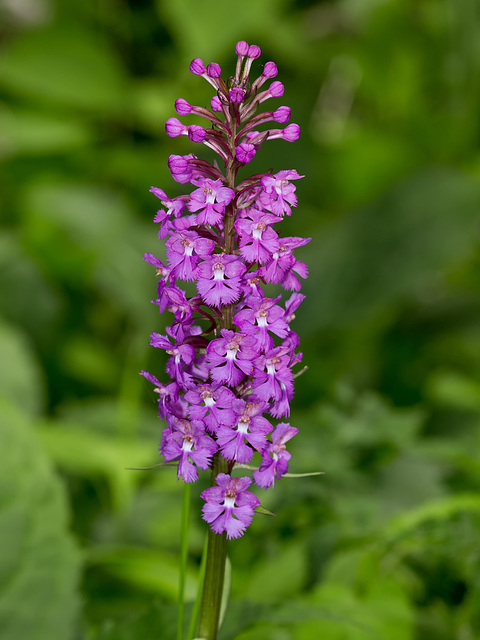 Platanthera psycodes (Small purple fringed orchid)