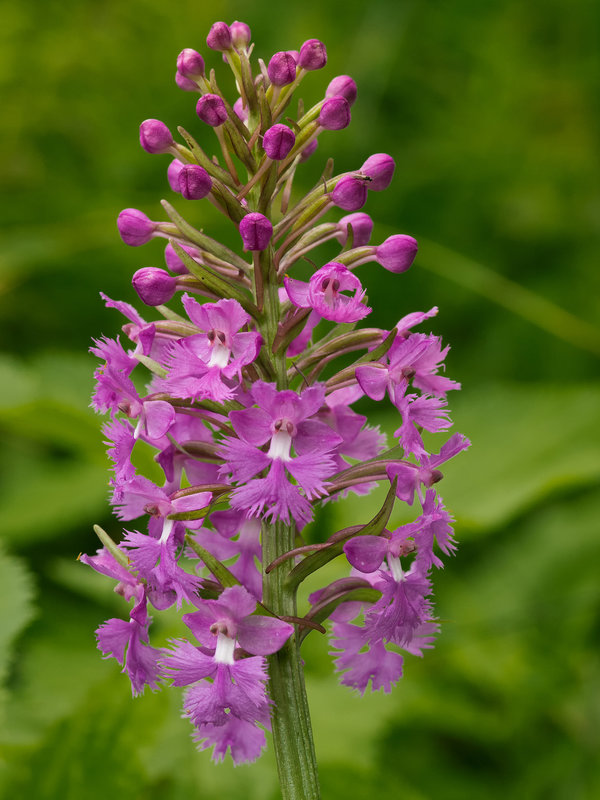 Platanthera psycodes (Small purple fringed orchid)